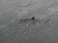 IMG 0241