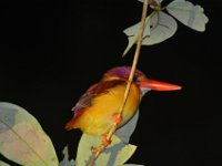 Rufeus -backed kingfisher ?  DSC 7631