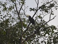 Asian Black Hornbill  DSC 8023