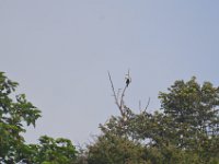 Asian black hornbill  DSC 8106
