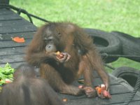 Orangutang  DSC 7814