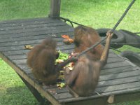 Orangutang  DSC 7817