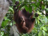 Orangutang  DSC 7860
