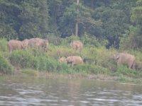 Pygmæelefanter - Kinabatagan River  DSC 7978