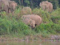 Pygmæelefanter - Kinabatagan River  DSC 7986