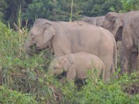 Pygmæelefanter - Kinabatagan River  DSC 7987