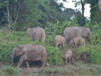 Pygmæelefanter - Kinabatagan River  DSC 8006