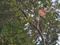 Proboscis monkey  DSC 8058