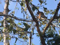 Proboscis monkey  DSC 8197