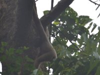 Gibbon abe  DSC 8418