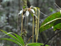 Mange små orkideer  DSC 8751