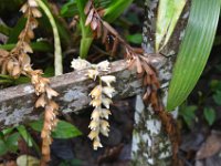 Orkideer i ranker  DSC 8761