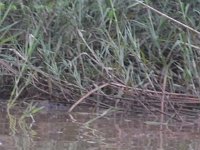 En godt gemt krokodille: Man kan kun se øjnene og næsen. Billedet er taget med 300 mm zoom og senere forstørret  DSC 8245a