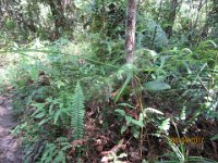 Planten i forgrunden, som er i symbiose med myrerne  2017-04-08 04-37-02 - IMG 2834