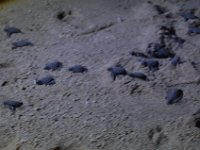Selingan Turtle Island