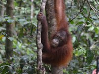Sepilok - orangutang og sunbearr