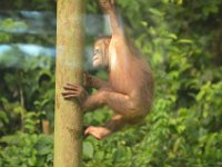 Orangutang  DSC 7803