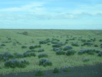 2016-06-12 13-40-16 - IMG 0154  Lupiner i landskabet