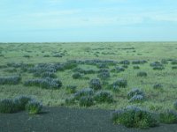 2016-06-12 13-40-21 - IMG 0155  Lupiner i landskabet