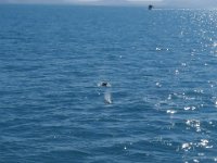 2016-06-15 09-52-08 IMG 0603cr  Delfin