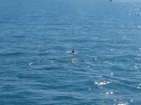 2016-06-15 09-52-12 IMG 0605cr  Delfin