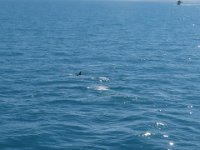 2016-06-15 09-52-13 IMG 0606cr  Delfin