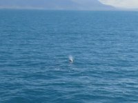 2016-06-15 09-52-18 IMG 0609cr  Delfin