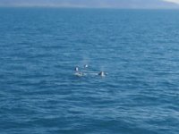 2016-06-15 09-52-21 IMG 0611cr  Delfin