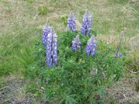 2016-06-11 20-45-34 - IMG 0063  Den meget udbredte, såede lupin, der skal holde på askeflugten