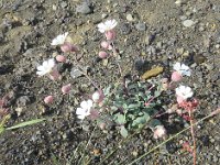 2016-06-12 10-48-19 - IMG 0101  Pragtstjerne
