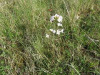 2016-06-12 11-03-58 - IMG 0115  Fleld kalkkarse