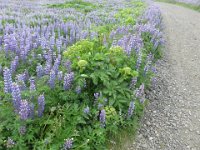 2016-06-13 13-00-47 - IMG 0301  Lupin og kvan
