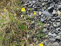 2016-06-13 18-51-51 - IMG 0397  Fodfliget ranunkel (?)