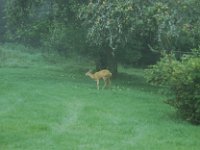 De mange rådyr var et salgsargument - og der var mange. Med årene er de svundet betydeligt ind, og ses nu kun sjældent. Mange blev videofilmet.