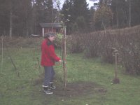 Ulla planter æbletræ i stedet for det, der faldt