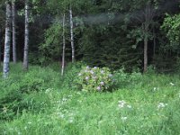 Rhodondendronen blomstrer