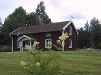 Tre syrenhortensia blev plantet. En gik hurtigt ud, en blev sinket af larver, men kom sig.