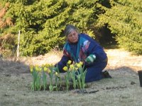Der plantes tulipaner. Det var før vi vidste, at det er guf for rådyr