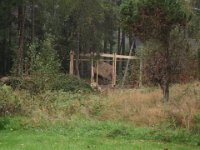 Brændeskuret tager form. David bygger