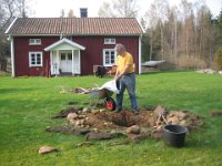 Der skal plantes nyt æbletræ
