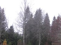 IMG 4910