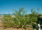1996 Argentina 07 03