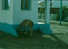 1996 Argentina 02 25