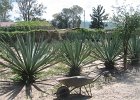 IMG 4366
