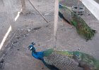 IMG 4372
