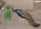IMG 4373
