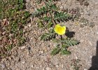 IMG 4385