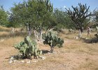 IMG 2677