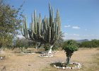 IMG 2680