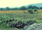 IMG 4098a